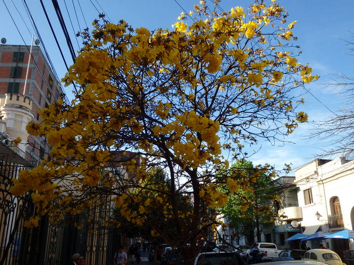 The Lapacho Tree blooms in the Spring.